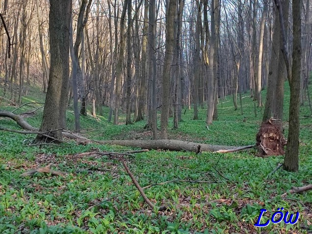 19.3.2024 - Weg durch den Wald